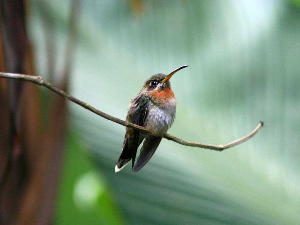 El Colibri Lodge 만사니요 외부 사진
