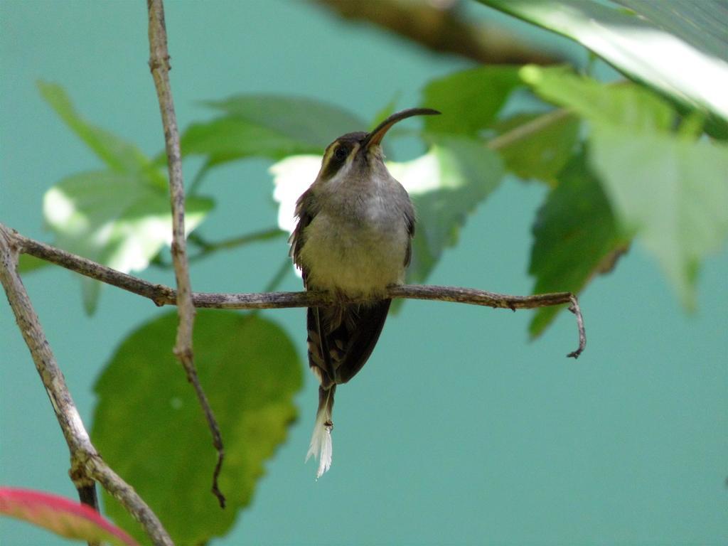 El Colibri Lodge 만사니요 외부 사진
